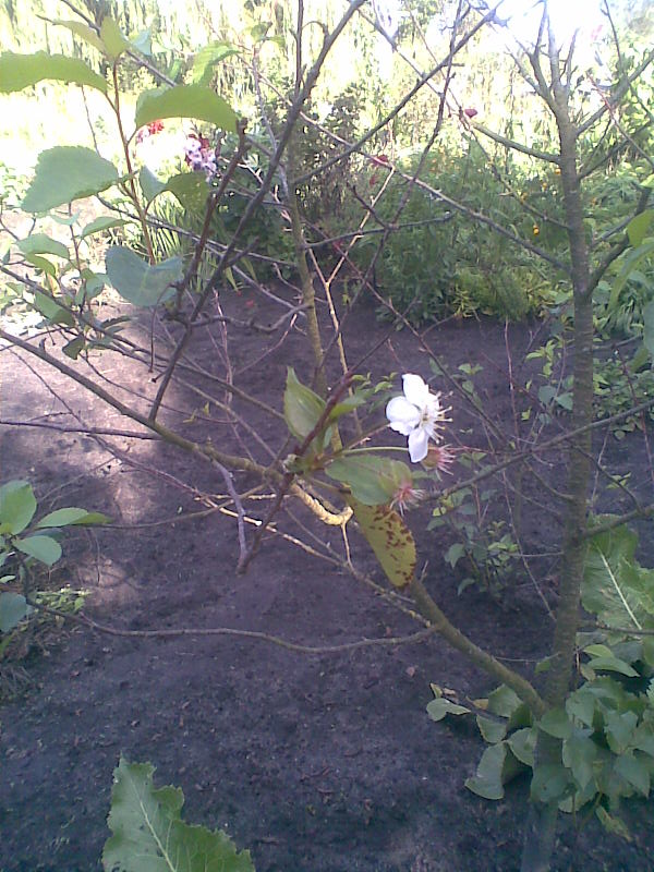 Чари лiта! Перевод Светланы Груздевой