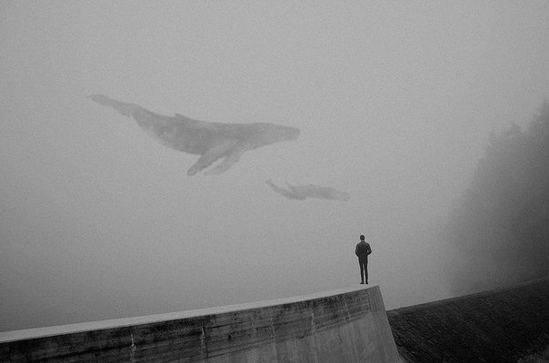 Blue Whale Dreaming