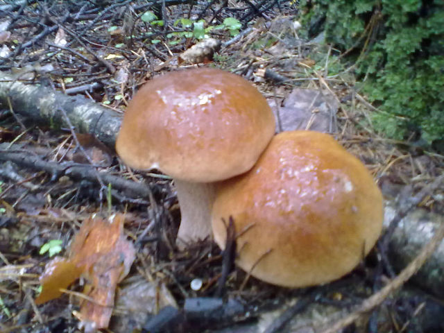 Везде Любовь