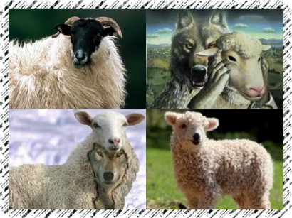 Волчица и Агнец...