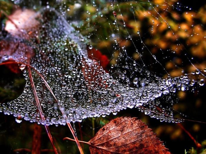 Я к картине осени toucher - И Шабановой