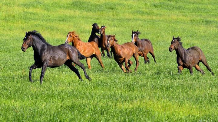 Донские скакуны