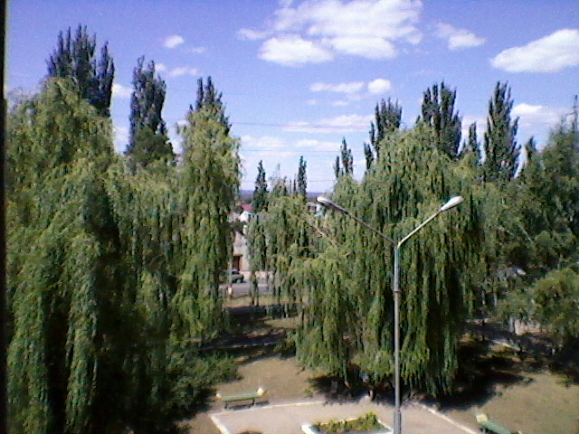 Плакучие ивы