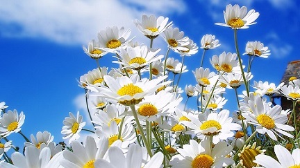 Белая кипень ромашек