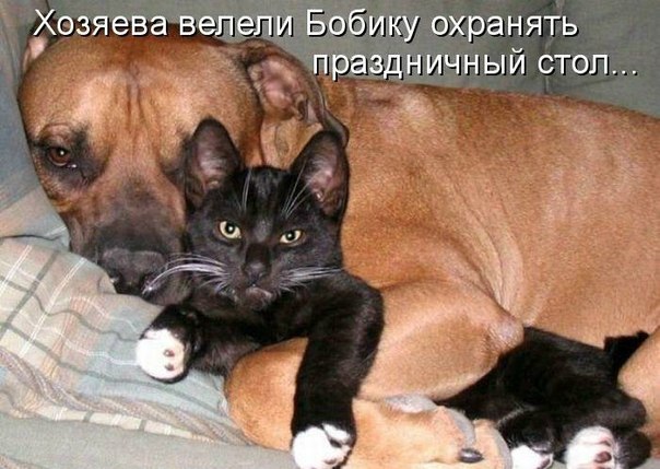 Бобик, спокойно на диване лежит...