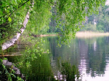 Белая береза распустила косы