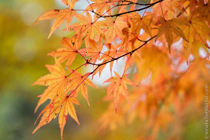 Уснувший сад