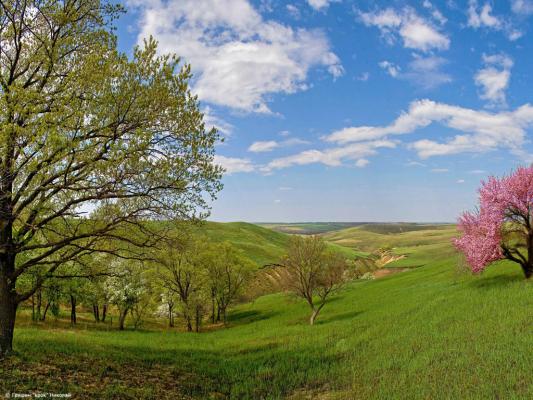 Корни дуба и сакуры ветка
