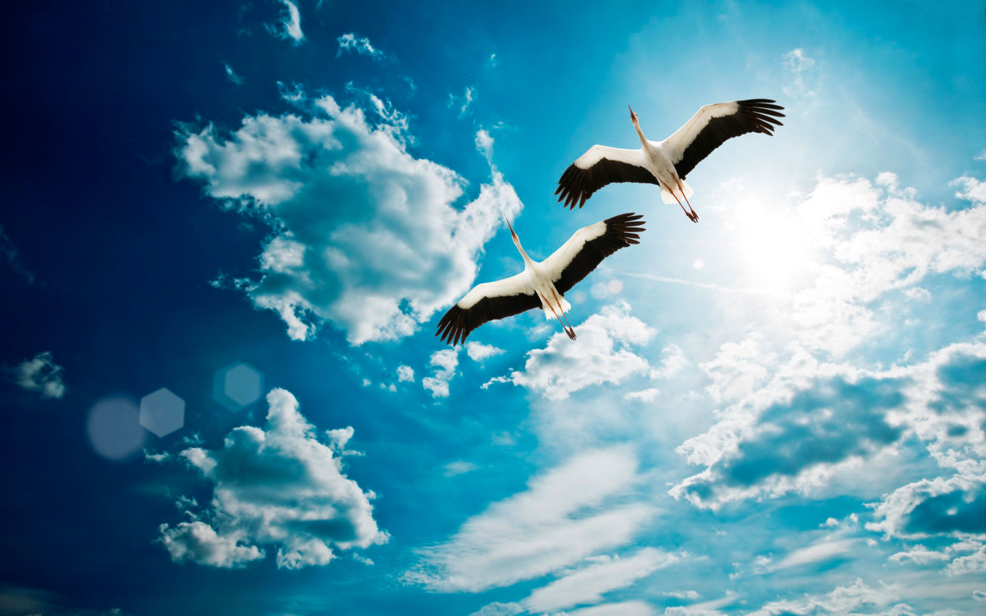 В синем небе птицы прокричали (Воронцова Диана) / Стихи.ру