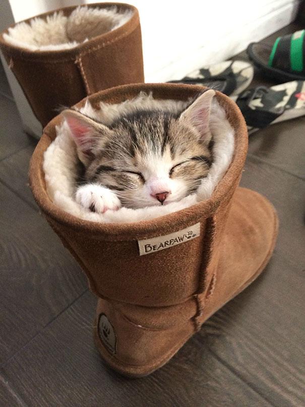 Находчивый котейка... Зимняя колыбельная