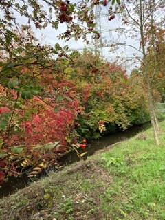 Осенняя сказка