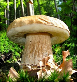 Позднелетний дождь