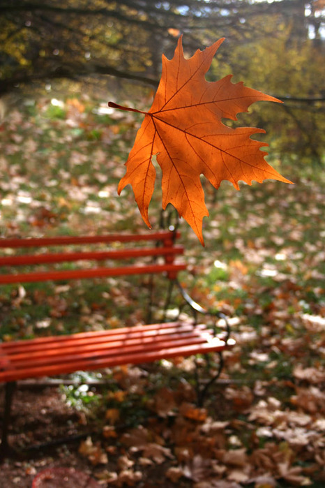 Первый листик
