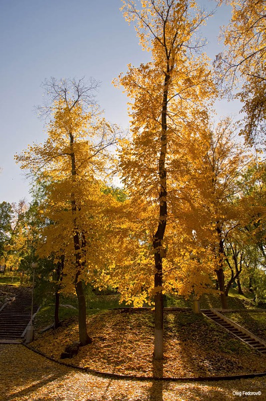Листья клена под ноги