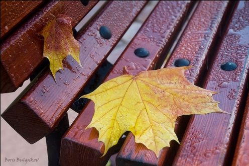 Лист кленовый