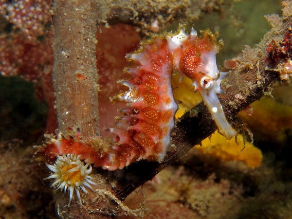 Привычное погружение