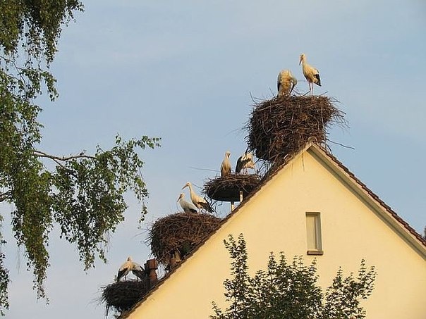 Бог решил жителей дома обильно благословить...