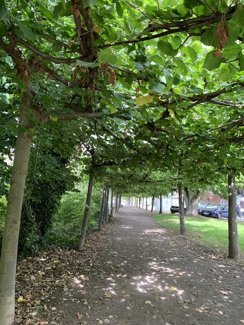 Осень... радует листвой