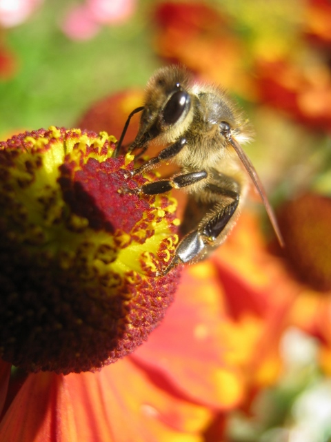 Улыбки лета