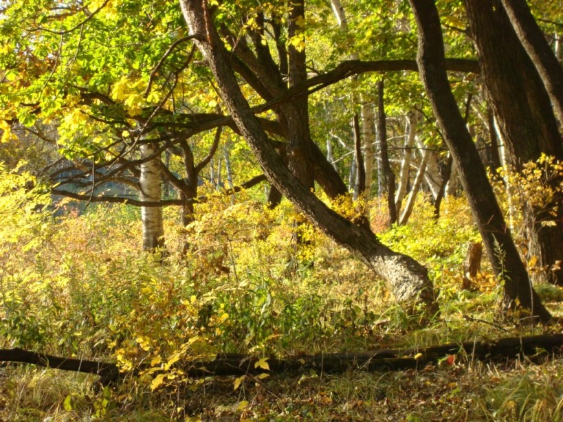 Мои мгновенья