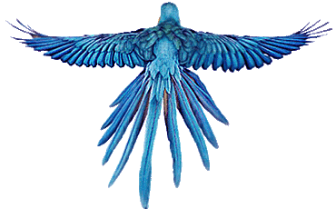 Птица счастья