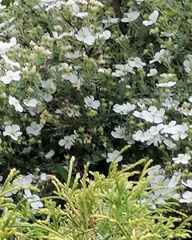 Я белый цвет люблю