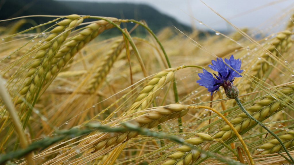 Утонуть бы в сиянии