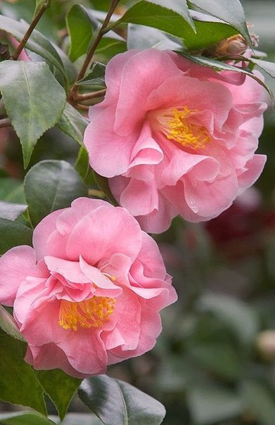 Поздравляем Мари Полякову с днем рождения