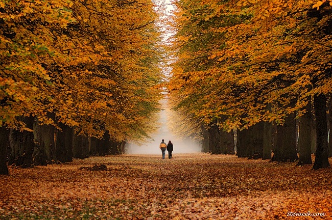 Ветер листья срывает уставшие