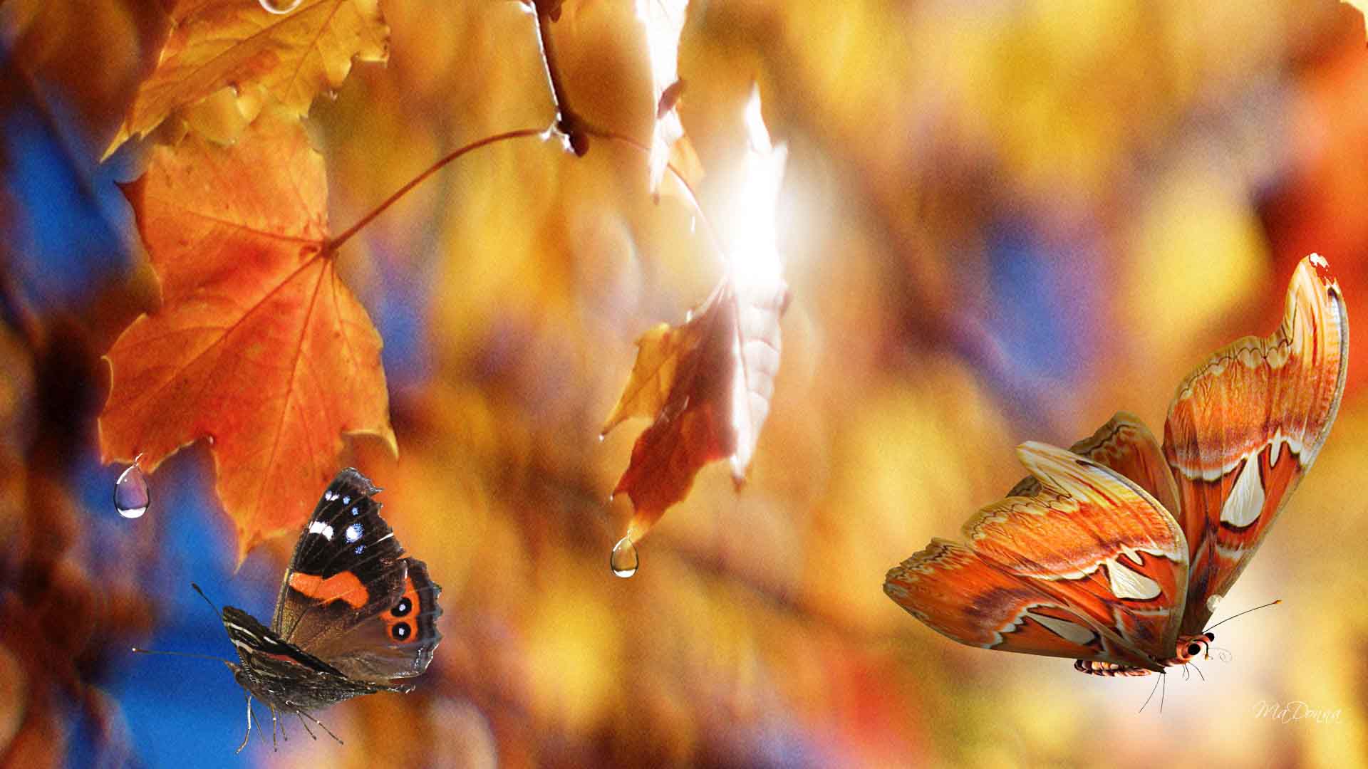 Осенние бабочки. Бабочки осенью. Бабочка осенний лист. Бабочка осень. Добро утро осень природа. Осенние бабочки. Бабочки осенью. Бабочка осенний лист. Бабочка осень.