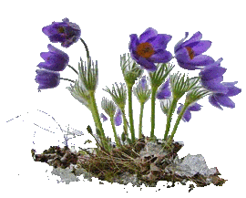 Рождение подснежника