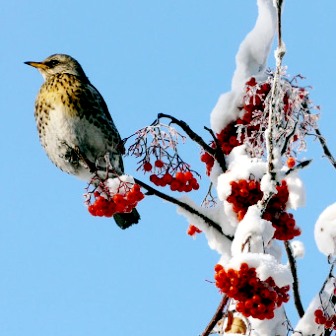 Чирикают вокальные таланты