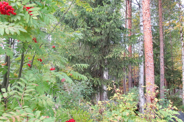 И обнимет нас осень