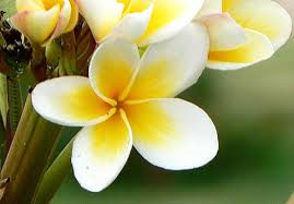 Как восхитительна!