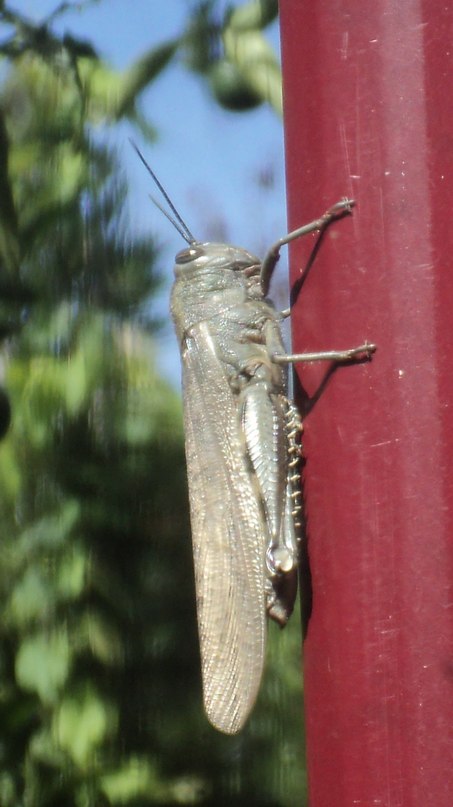 Крылатый Рыцарь