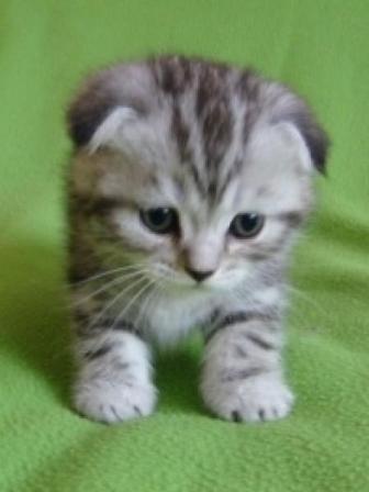 Маленький...