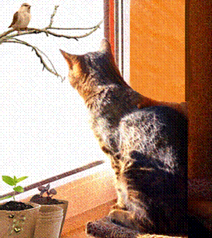 Кошка и птичка