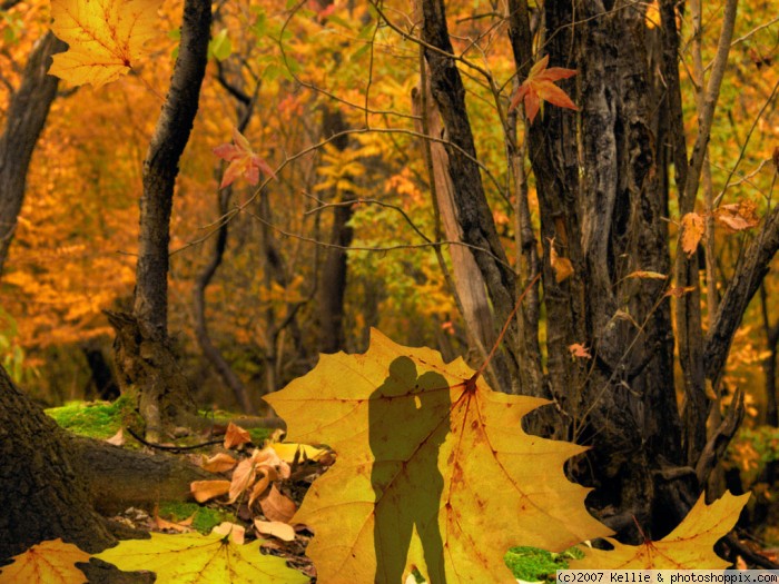 Подруга осень