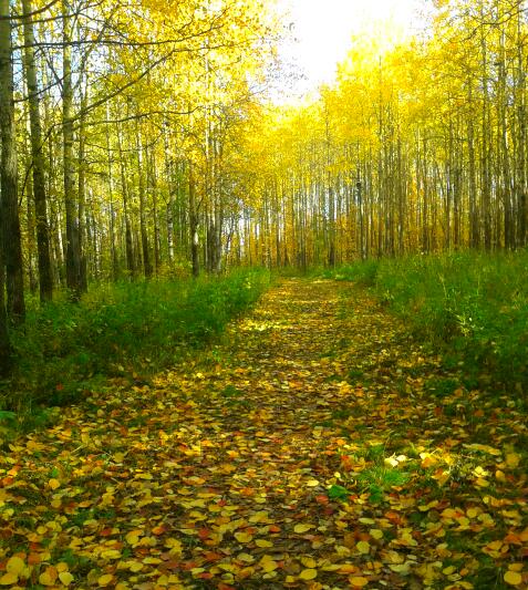 Осторожно, листопад