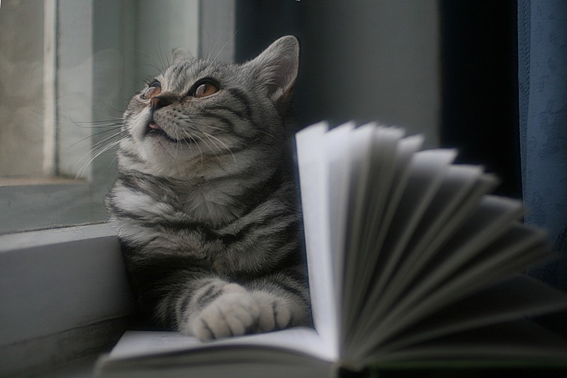 Читать грустные книги. Умный кот. Грустная книжка. Умный кот грустный. Грустный котик с книгой.