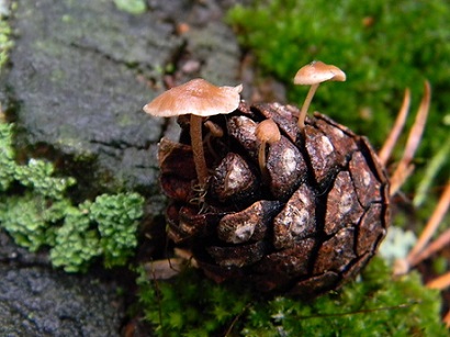 Лесной натюрморт