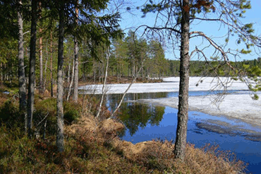 Весеннее спокойствие
