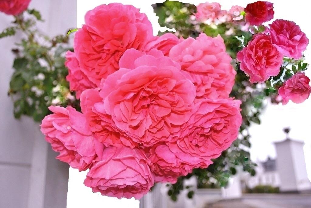 Дорогим Учителям к празднику