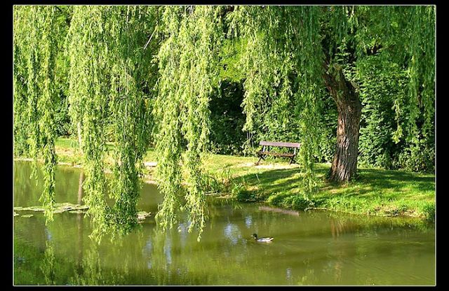 Что ты, ивушка, плачешь у плеса?