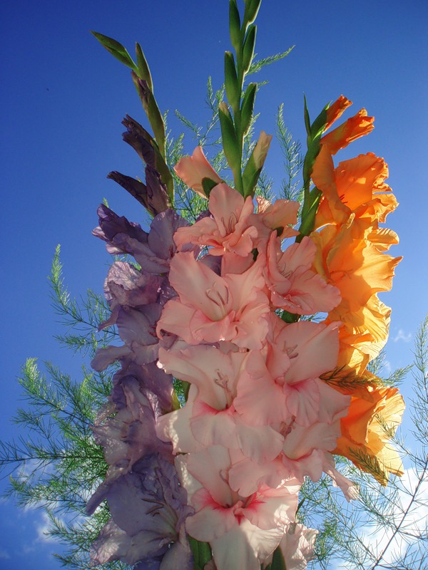 Пуст колизей