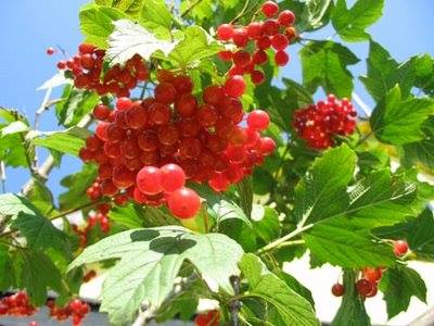 Ах, какая калина там цвела у окошка