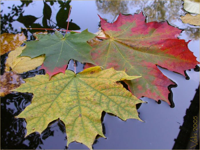 От любви не лечатся...