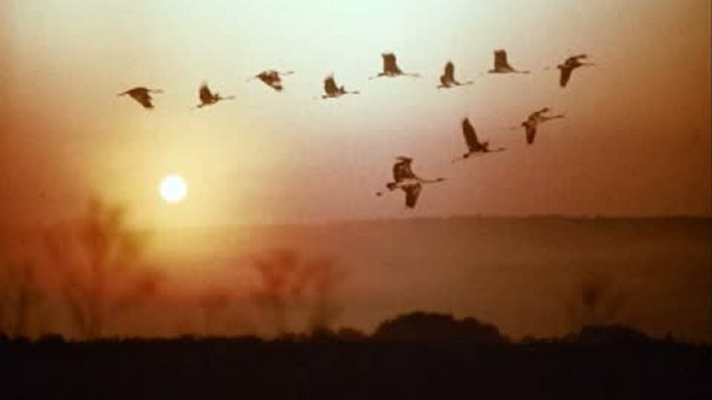 Ветер унеси меня в края...