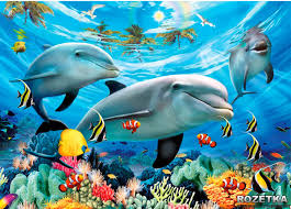 Дельфины спят с открытыми глазами