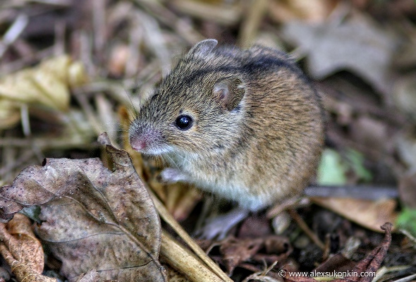 Мелодии живой природы. Мышка